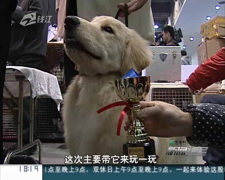 毛衣编织大全 <em>小兔子马甲帽衫</em>编织视频(上集)-