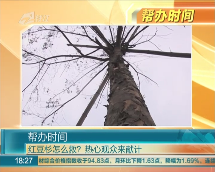 植物界的大熊猫红豆杉出现危机 热心市民纷纷献计