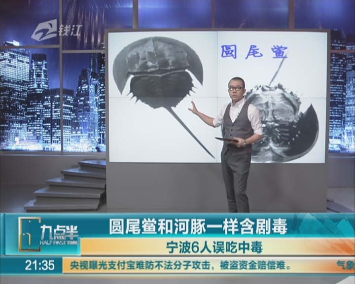 圆尾鲎图片