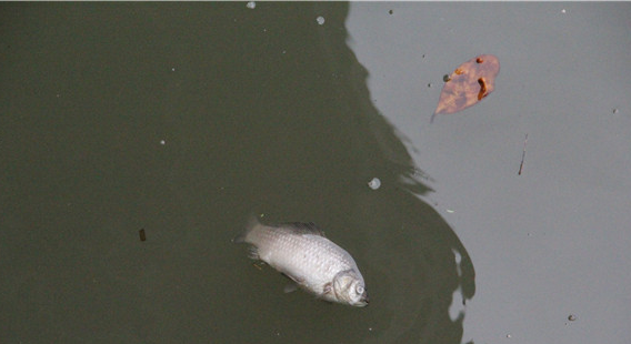 排水口附近 污水中有死鱼