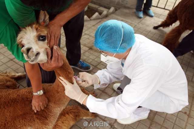 北京扑杀13只染病羊驼 病原可用作生物武器