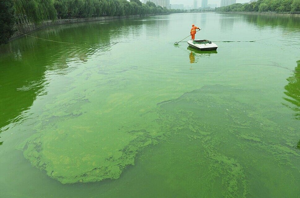 杭州贴沙河水域出现"蓝藻水华"现象