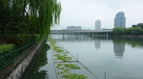 蓝藻难除 杭州贴沙河投放水草抵御