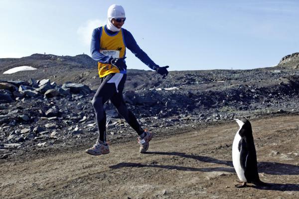 南极马拉松企鹅相伴 8万报名费就是这么任性