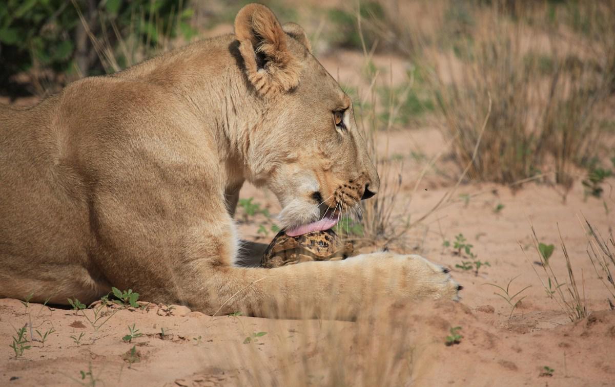 德国男子教非洲母狮子捕猎 一人一兽上演 感恩