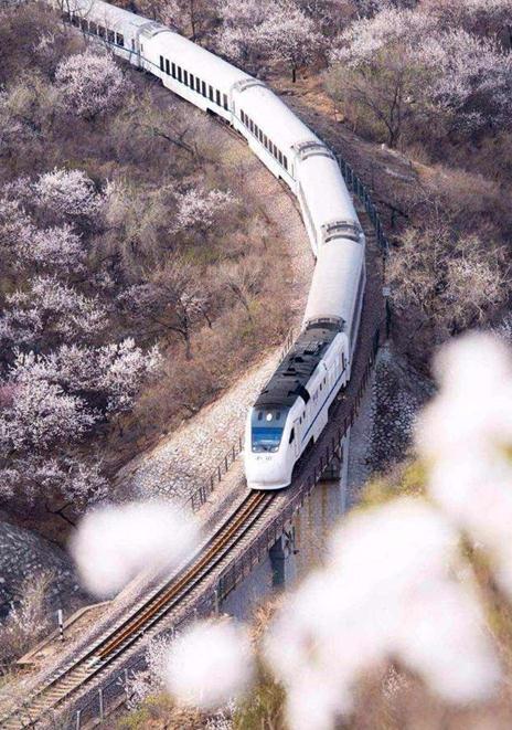 和谐号列车穿越居庸关花海 被赞开往春天的列车