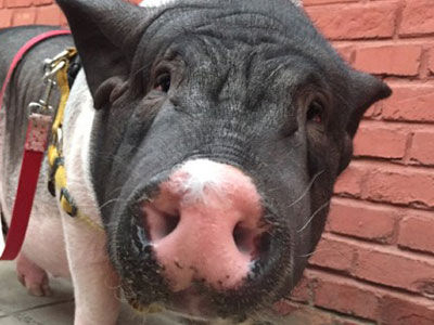 女子晒170斤宠物猪 每晚睡在主人身上盖被撒娇