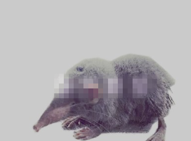 永嘉上塘中学发现世界上最小的哺乳动物 你猜