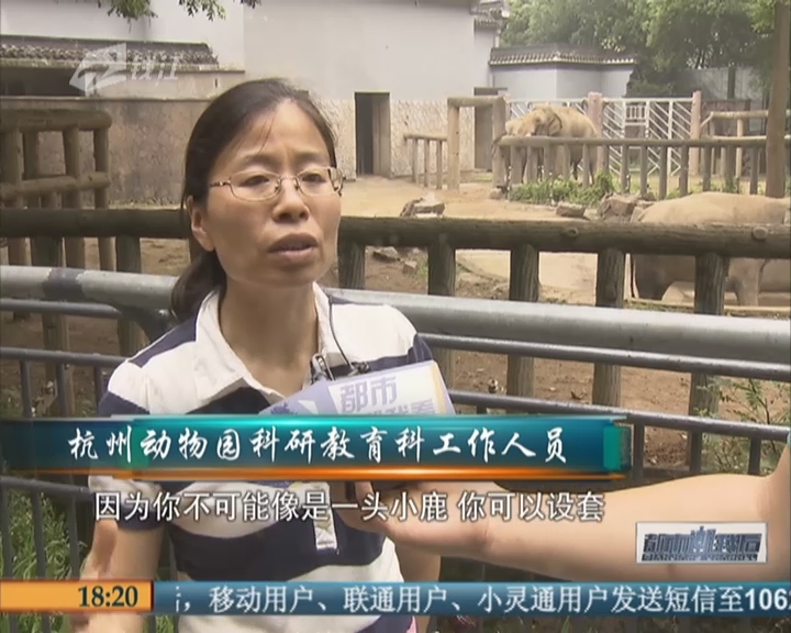 杭州海关一年查获270公斤象牙  没有买卖就没有杀害