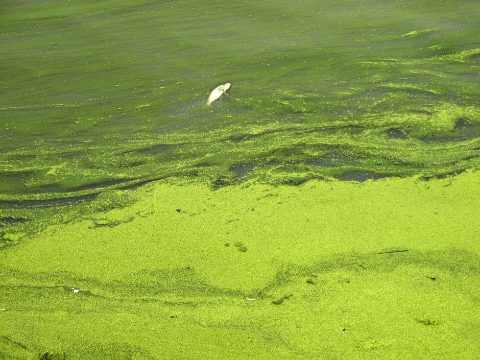 安徽:巢湖富营养化致蓝藻集聚 可市民却纷纷下河捞鱼