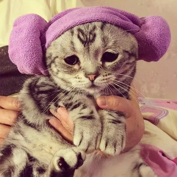 委屈猫走红 "委屈"卖萌攻击