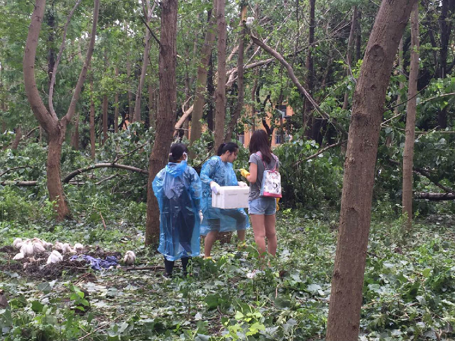 台风过境宁大白鹭林被毁 老师学生自发救助白鹭