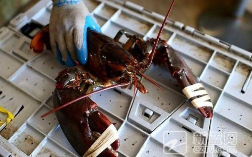 中国哪的海鲜便宜_郑州市民也能吃到便宜的欧洲海鲜、水果了
