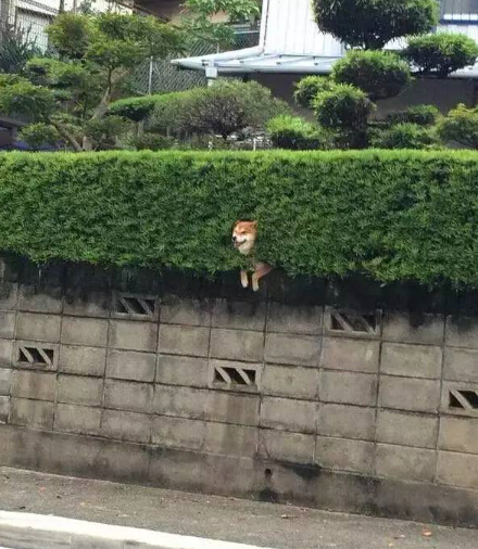 呆萌柴犬在路边被卡住 网友发现被萌坏了