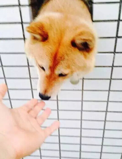 呆萌柴犬在路边被卡住 网友发现被萌坏了