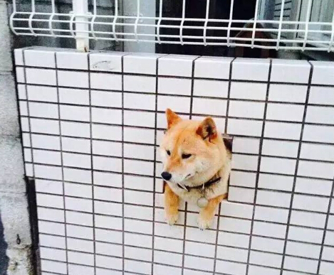 呆萌柴犬在路边被卡住 网友发现被萌坏了