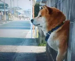 呆萌柴犬在路边被卡住 网友发现被萌坏了