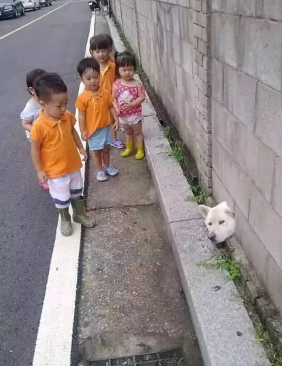 呆萌柴犬在路边被卡住 网友发现被萌坏了