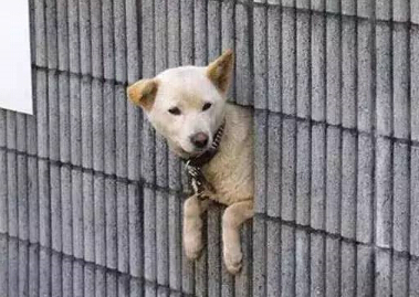 呆萌柴犬在路边被卡住 网友发现被萌坏了