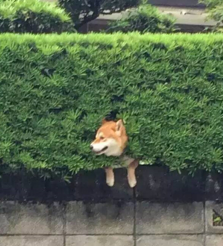 呆萌柴犬在路边被卡住 网友发现被萌坏了