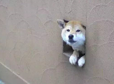 呆萌柴犬在路边被卡住 网友发现被萌坏了