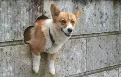 呆萌柴犬在路边被卡住 网友发现被萌坏了