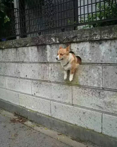 呆萌柴犬在路边被卡住 网友发现被萌坏了