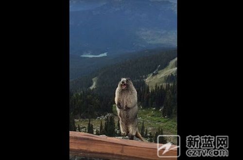 此处消音14秒 英国土拨鼠欲用吼叫震慑人类可它一开口
