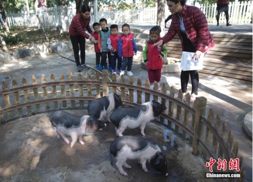 北京一幼儿园课程三部曲:动物进园 交通模拟 马