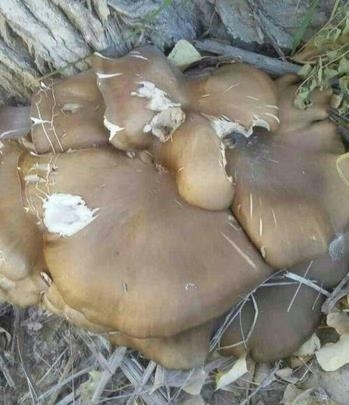 新疆罕见野生杨树菇重5.2公斤 半月疯长直径达到40厘米
