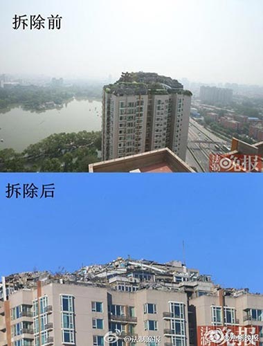 北京楼顶“牛违建”被拆除后业主又种上树