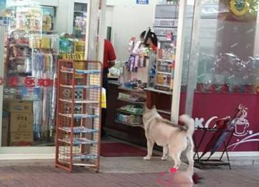 哈士奇店外打劫路人 快给大爷买热狗哈哈真是