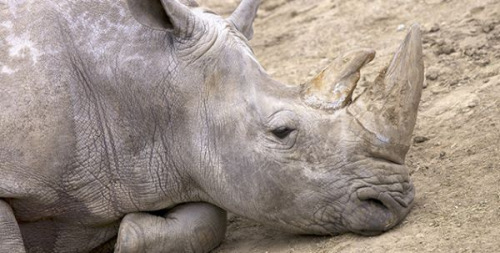 圣地亚哥野生动物园白犀牛安乐死全世界仅剩3头