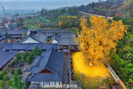 陕西西安罗汉洞村观音禅寺内的这棵银杏，据传为李世民亲手栽种，已有1400多年历史。