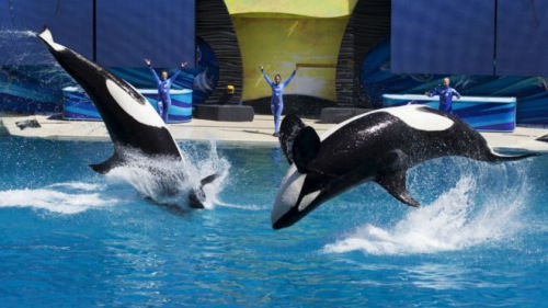美国一海洋公园杀人鲸宣告死亡系6个月来第三例