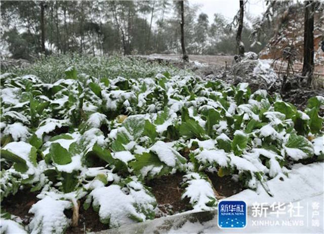 "霸王级"寒潮袭来 南方雨雪灾害是否会重现?