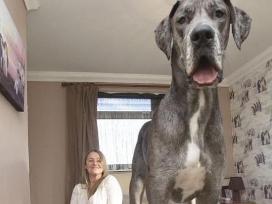2.1米世界最高狗 因太过巨大吓坏路人 盘点巨型大狗