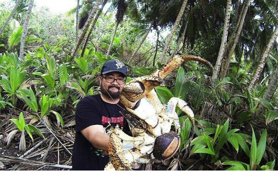 大胆游客抱巨型椰子蟹合影 双螯可剥开坚硬的椰子壳_新蓝网