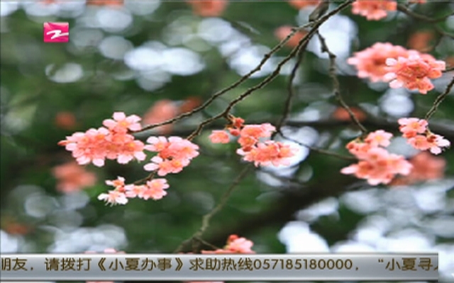 ů  ̫ɽӣ