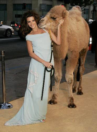 亲吻骆驼被迫离婚沙特女子此举动婆婆大怒