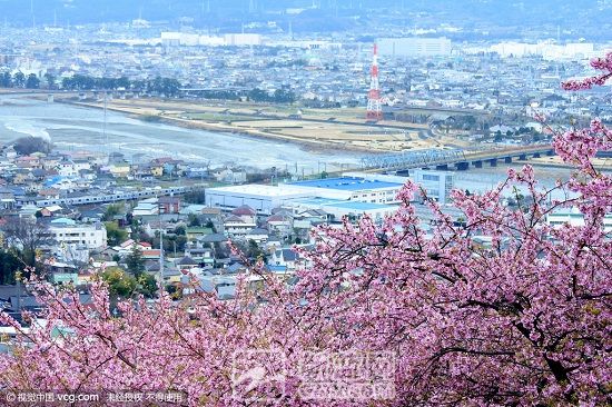 日本神奈川县:第18届樱花大赏