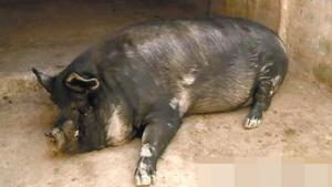 大理“网红猪”重600公斤 售价近万元