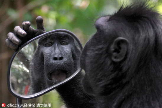 太帅可咋办?猴子抢路人摩托用来臭美照镜子