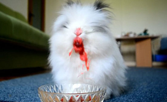 视频显示,兔子开始吃的时候,嘴边上只是沾了一点点红色,营造了一