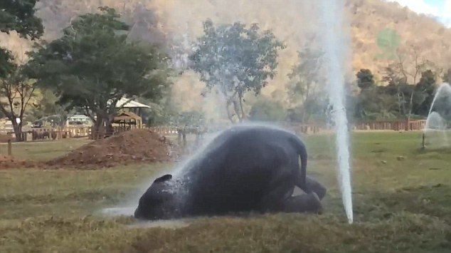 泰国大象弄坏喷水设施 自造“喷泉”呆萌玩水