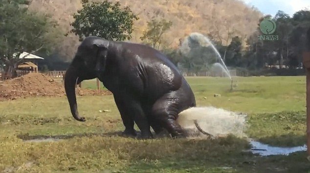 泰国大象弄坏喷水设施 自造“喷泉”呆萌玩水