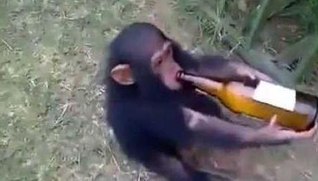 非洲猩猩酗酒成性 无酒不欢仰头几分钟吹完一瓶（组图）