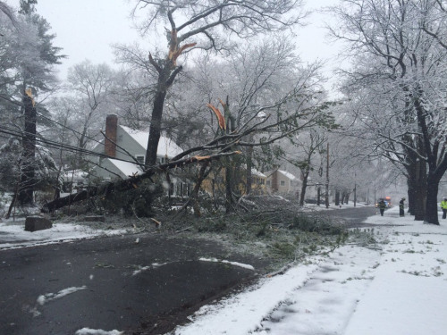 在波士顿的Wellesley，强风刮倒大树，带垮了电线。