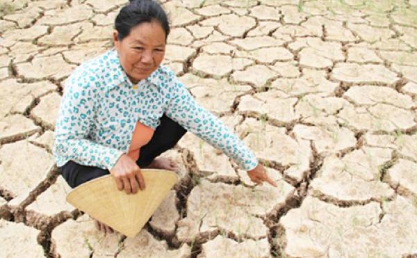 旱灾和海水倒灌严重影响到当地百姓的数十万公顷水稻等农作物。（图片：越南媒体）