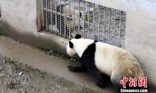 中国大熊猫保护研究中心的育龄圈养大熊猫。　安源 摄